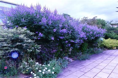 植栽 種類|「庭木・花木」植物一覧（条件から探す）｜図鑑検索｜みんなの 